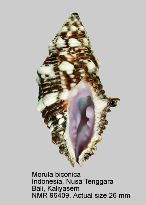 Morula biconica.jpg - Morula biconica (Blainville,1832)